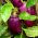 Paprika - Oda - sød - 80 frø - Capsicum L.