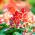 Feuersalbei White RED Bicolour Samen - Salvia splendens - 56 Samen