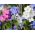 Алпине Форгет-Ме-Нот семе - Миосотис алпестрис - 800 семена - Myosotis alpestris