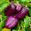 Paprika - Oda - sød - 80 frø - Capsicum L.