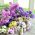 Statice sinuata - Miscuglio - Limonium sinuatum - Perfetta per bouquet secchi - Semi Freschi