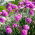 Gazon d'Espagne - Rose - Armeria maritima - Grappes roses délicates, idéales pour les bordures - Graines fraîches