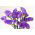 Statice - Lavender - Limonium sinuatum - Graceful Purple Flowers, Dried or Fresh - Fresh Seeds