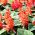 Feuersalbei White RED Bicolour Samen - Salvia splendens - 56 Samen
