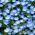 Nemophila - színkeverék - Nemophila sp. - Talajtakaró növény napos virágágyásokhoz - Friss vetőmagok