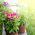 Puutarha verbena - lajitelma - 200 siementä - Verbena x hybrida nana compacta - siemenet