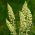 Mignonette édes illatos vetőmag - Reseda odorata - 1600 mag - magok