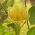 Lale Ağacı tohumları - Liriodendron tulipifera