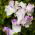 Tatlı Bezelye Kelebek Mix tohumları - Lathyrus odoratus - 36 tohumlar