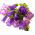 Harangvirág - színes virágkeverék - Campanula medium - Bájoló harang alakú virágok - Friss vetőmagok