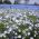 Nemophila - színkeverék - Nemophila sp. - Talajtakaró növény napos virágágyásokhoz - Friss vetőmagok