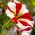 Petunia Multiflora semințe mixte - Petunia x hybrida - 80 de semințe - Petunia x hybrida pendula 