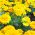 Sammetstagetes - Aurora Yellow - gul - Tagetes patula - Bländande gula kronblad, långvarig charm - Färska frön