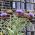 Semi di cardo - Cynara cardunculus - 25 semi - Cynara cardunuculus Bianco avorio