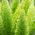 Asparges Fern, Sprenger Asparges frø - Asparges sprengeri - 10 frø - Asparagus densiflorus