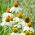 Echinacea - White Swan - Ehinacea purpurea - Elegant White Blooms for Late Summer - Fresh Seeds