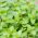 Lemon Beebalm tohumları - Monarda citriodora - 180 tohumlar