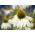 Echinacea - White Swan - Ehinacea purpurea - Elegant White Blooms for Late Summer - Fresh Seeds