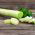 Porro - Bartek - 320 semi - Allium ampeloprasum L.