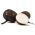 Schwarzer Rettich Round Black Samen - Raphanus sativus - 1000 Samen