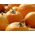 Zucca Gigante - Otylia - 28 semi - Cucurbita maxima