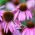 Kaunopunahattu - 230 siemenet - Echinacea purpurea