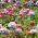 ข้าวโพดผสมเมล็ดงาดำ - Papaver rhoeas - 9000 เมล็ด