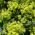 Sementes de Manto de Senhora - Alchemilla mollis - 500 sementes