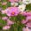Sementes Cosmos Vega Mix - Cosmos bipinnatus - 150 sementes