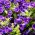 Harangvirág - színes virágkeverék - Campanula medium - Bájoló harang alakú virágok - Friss vetőmagok
