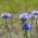 Shepherd's Scabious seeds - Jasione laevis - 900 seeds