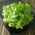 버터 헤드 상추 종자 - Lactuca sativa - 450 종자 - Lactuca sativa L. var. Capitata - 씨앗