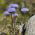 Shepherd's Scabious seeds - Jasione laevis - 900 seeds