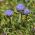 Shepherd's Scabious seeds - Jasione laevis - 900 seeds