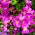 Biji Pink Rock Cress - Arabis alpina - 1410 biji - benih