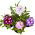 Puutarha verbena - lajitelma - 200 siementä - Verbena x hybrida nana compacta - siemenet