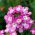 Puutarha verbena - lajitelma - 200 siementä - Verbena x hybrida nana compacta - siemenet