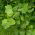 Lale Ağacı tohumları - Liriodendron tulipifera