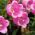 Harangvirág - színes virágkeverék - Campanula medium - Bájoló harang alakú virágok - Friss vetőmagok