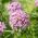 Rosenwaldmeister - Scheinwaldmeister -Phuopsis stylosa – 260 Samen