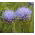 Shepherd's Scabious seeds - Jasione laevis - 900 seeds