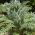 Semi di cardo - Cynara cardunculus - 25 semi - Cynara cardunuculus Bianco avorio