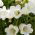 Harangvirág - színes virágkeverék - Campanula medium - Bájoló harang alakú virágok - Friss vetőmagok