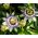Graines de Passiflore Bleue - Passiflora caerulea - 22 graines