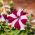 Petunia Multiflora semințe mixte - Petunia x hybrida - 80 de semințe - Petunia x hybrida pendula 