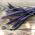 Brechbohne 'Purple Teepee' - Samen 
