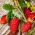 دانه های توت فرنگی وحشی - Fragaria virginiana Mill - 640 دانه - Fragaria vesca