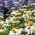 Echinacea - White Swan - Ehinacea purpurea - Elegant White Blooms for Late Summer - Fresh Seeds