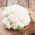 Cavolfiore - Early Snowball X - 270 semi - Brassica oleracea L. var.botrytis L.