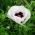 Amapola Oriental - variada - Papaver orientale - Colores llamativos que atraen polinizadores - Semillas frescas